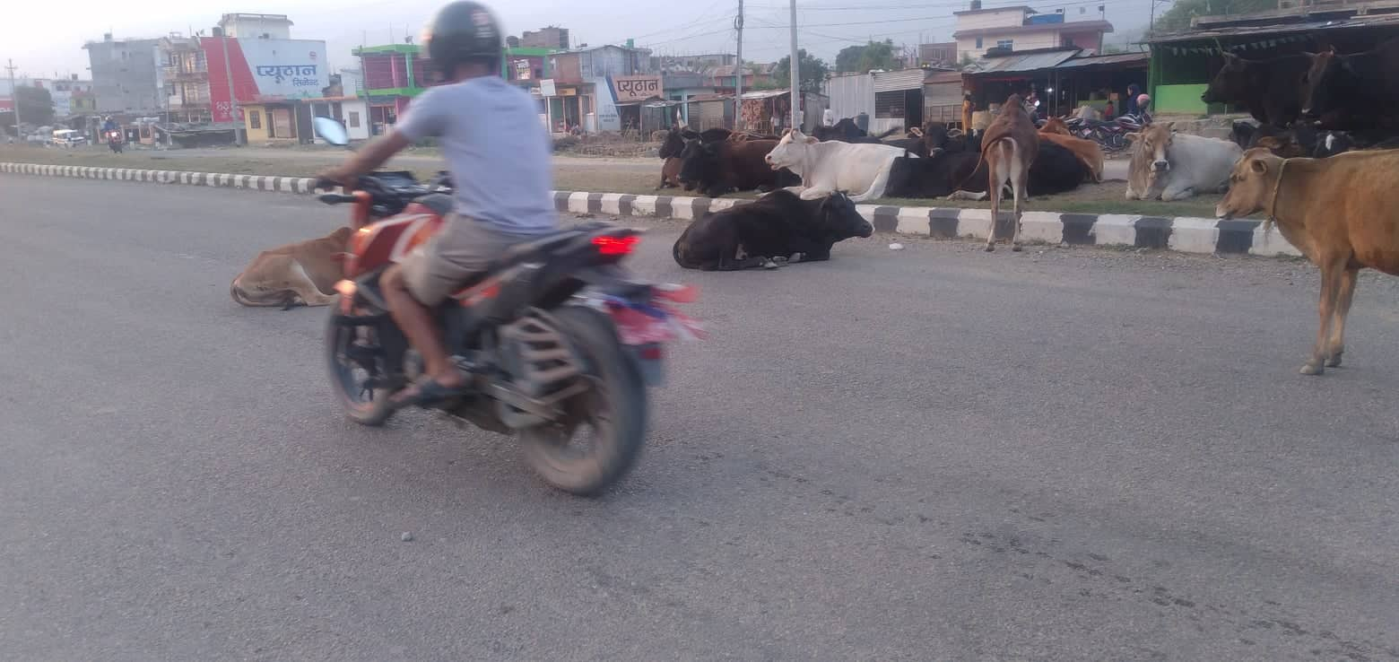 सुर्खेतमा छाडा पशु चौपाया व्यवस्थापनका लागी सरकारको करोडौँ  लगानी  :  उपलब्धी शून्य