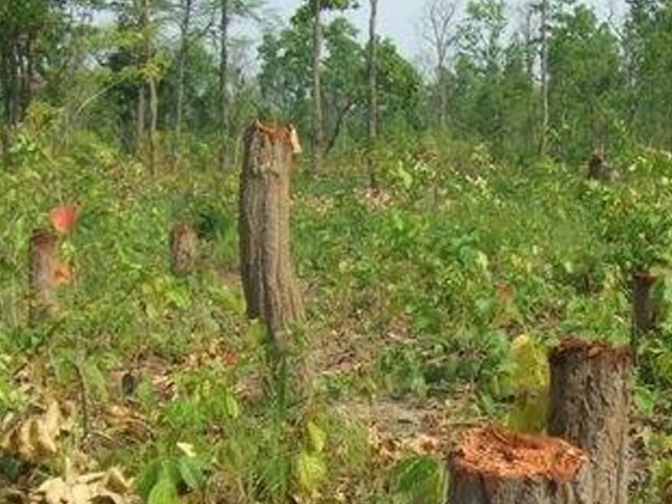 बढ्दो वन अतिक्रमण, ४२० हेक्टर बढी क्षेत्र प्रभावित