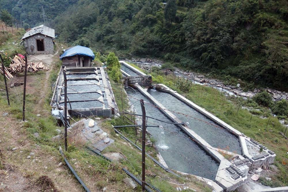 युवाकाे सक्रियता, व्यावसायिक माछापालनमा अवसर खोज्दै 